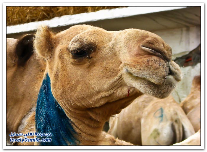 أكبر سوق إبل في مصر