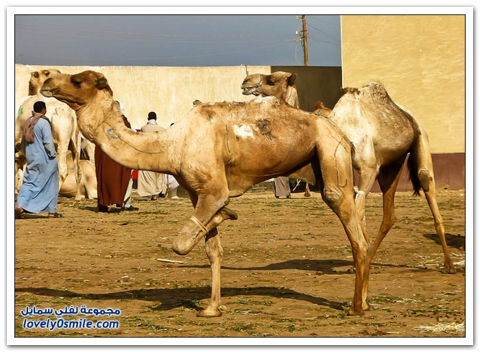 أكبر سوق إبل في مصر
