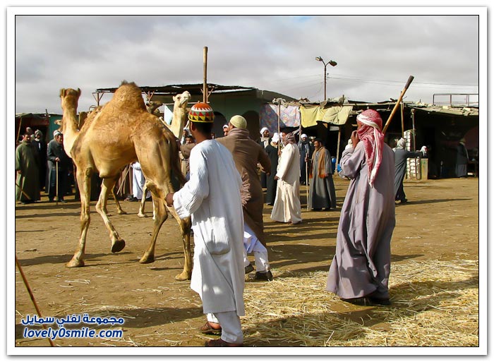 أكبر سوق إبل في مصر