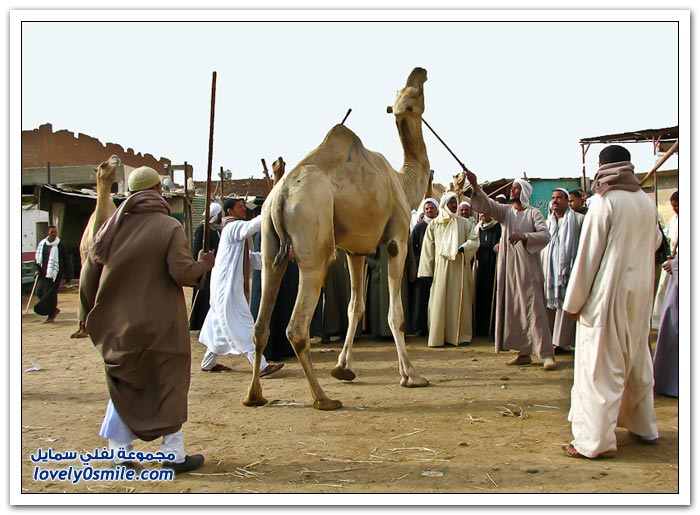 أكبر سوق إبل في مصر