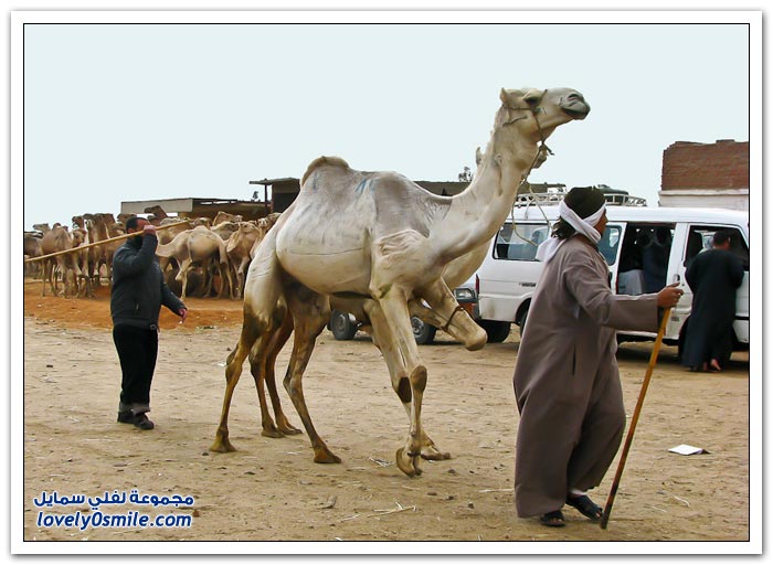 أكبر سوق إبل في مصر