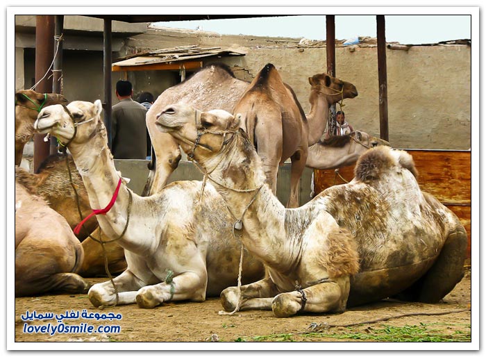 أكبر سوق إبل في مصر