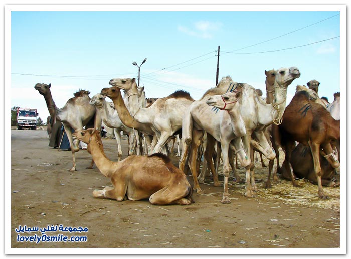 أكبر سوق إبل في مصر