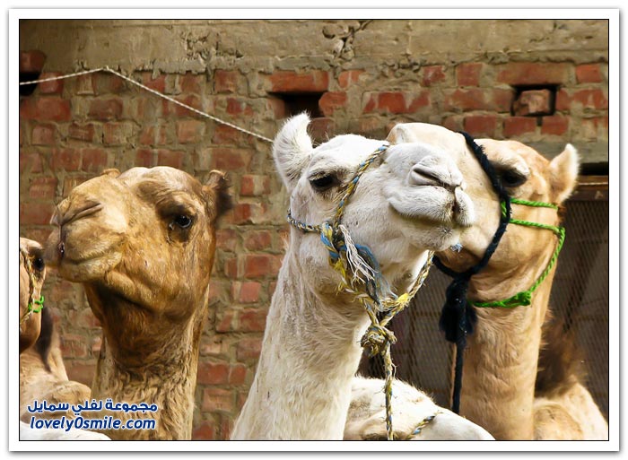 أكبر سوق إبل في مصر
