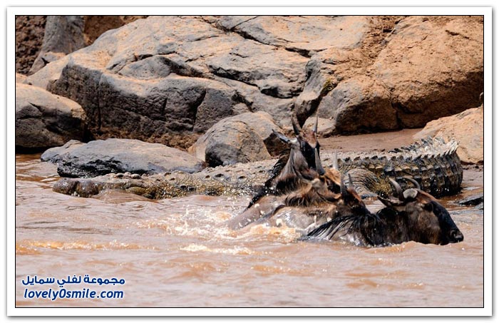 أخطر الأنهار في طريق بعض الحيوانات المهاجرة في كينيا