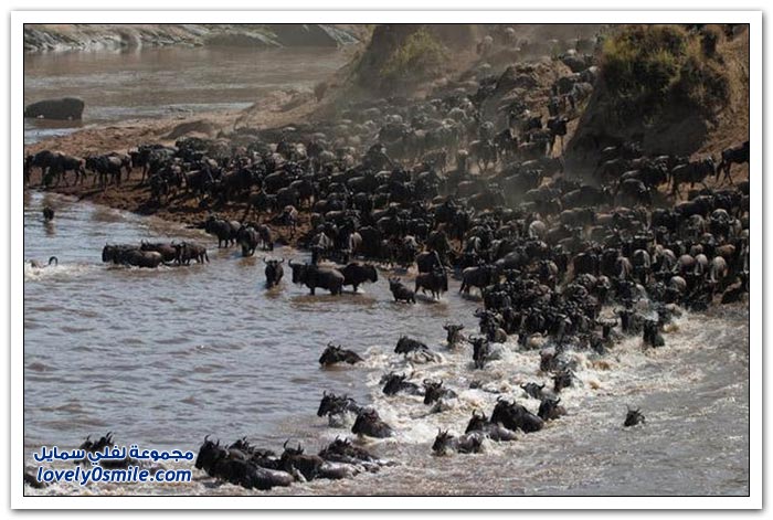 أخطر الأنهار في طريق بعض الحيوانات المهاجرة في كينيا