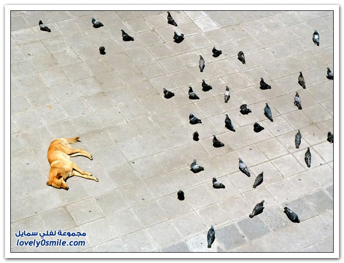 أفضل الصور من ناشيونال جيوغرافيك في أغسطس