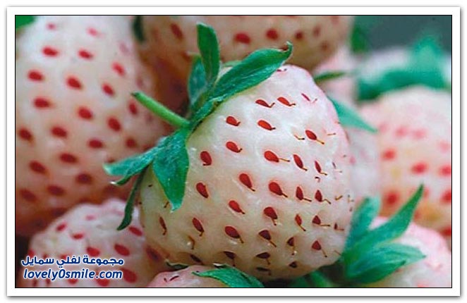 فراولة بيضاء