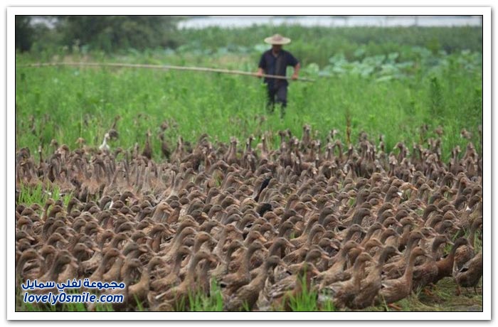 مزارع صيني يشرف على تسيير 5000 بط كل صباح