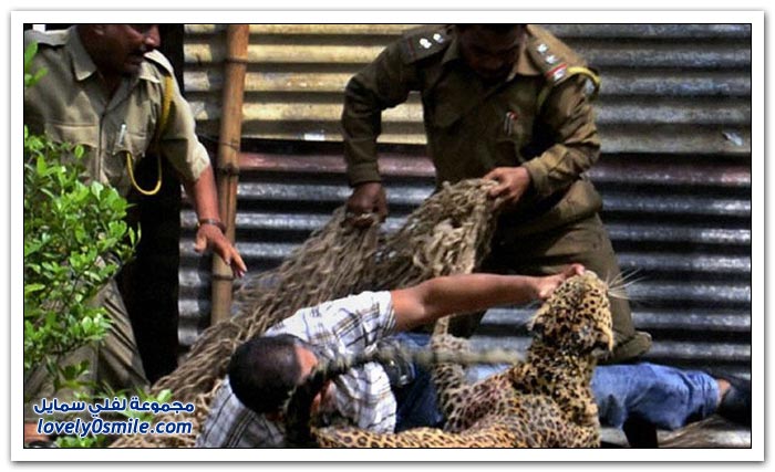 فهد يهاجم 13 شخص ويتمكن من السيطرة عليه شخص واحد