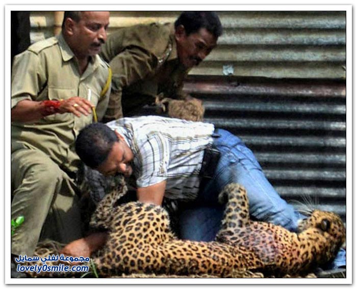 فهد يهاجم 13 شخص ويتمكن من السيطرة عليه شخص واحد