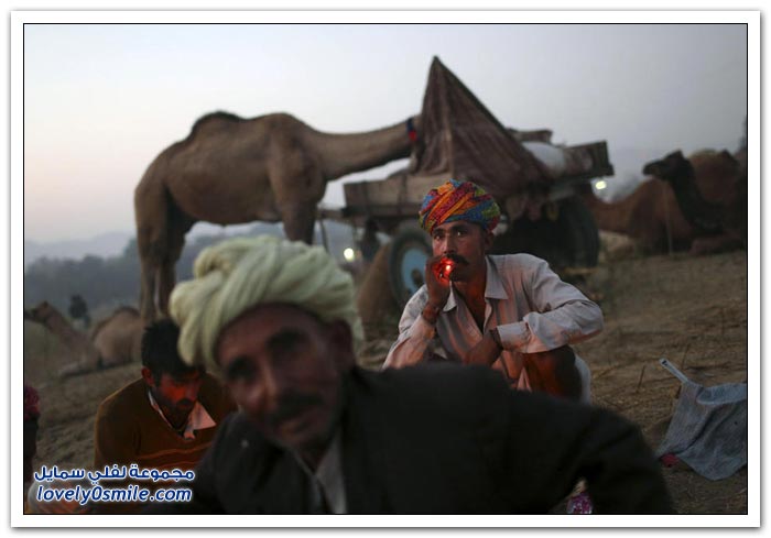 المهرجان السنوي للإبل في مدينة بوشكار في راجستان، الهند