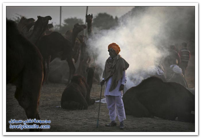المهرجان السنوي للإبل في مدينة بوشكار في راجستان، الهند