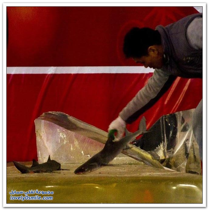 تحطم حوض لأسماك القرش في مركز تسوق في الصين