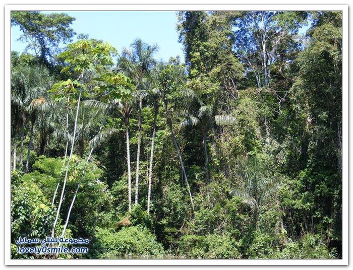 صور رائعة من أدغال غابات الأمزون