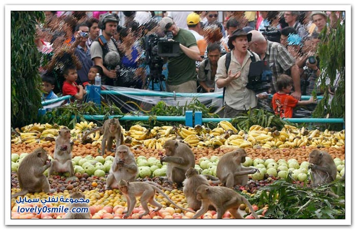 عيد القرود في تايلاند