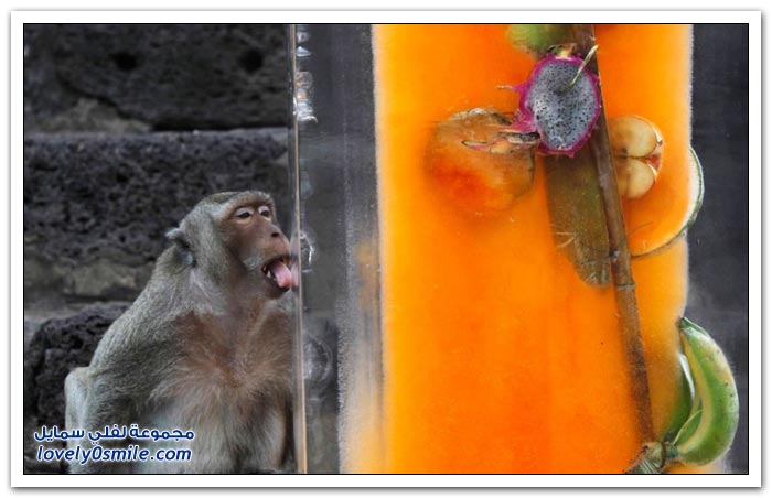 عيد القرود في تايلاند