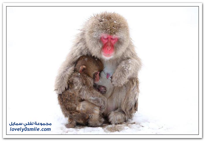 صور لقرود المكاك اليابانية في فصل الشتاء