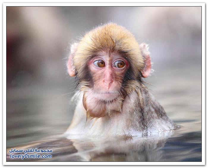 صور لقرود المكاك اليابانية في فصل الشتاء