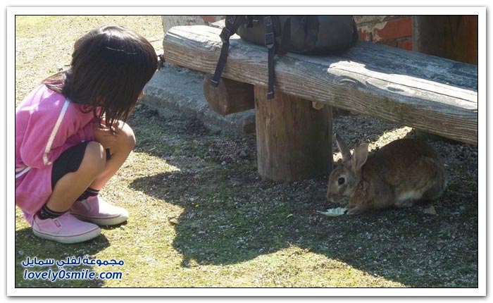 أوكونيشيما جزيرة الأرانب السامة