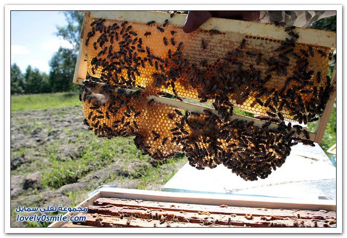 كيفية استخراج العسل