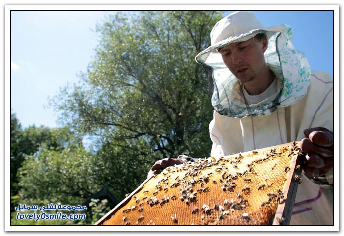 كيفية استخراج العسل