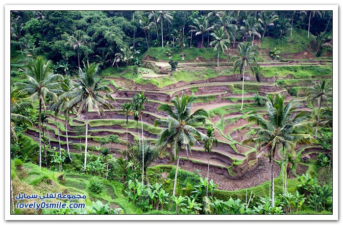 حقول الأرز في جزيرة بالي