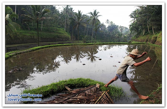 حقول الأرز في جزيرة بالي