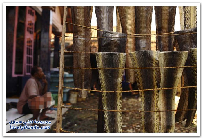مسلخ الثعابين في جاوة في أندونيسيا لصناعة الحقائب