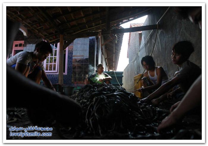 مسلخ الثعابين في جاوة في أندونيسيا لصناعة الحقائب