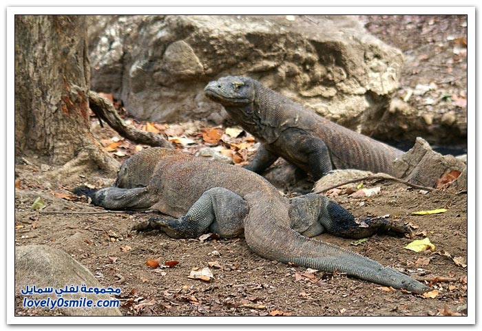 عجائب المخلوقات في حديقة كومودو الوطنية