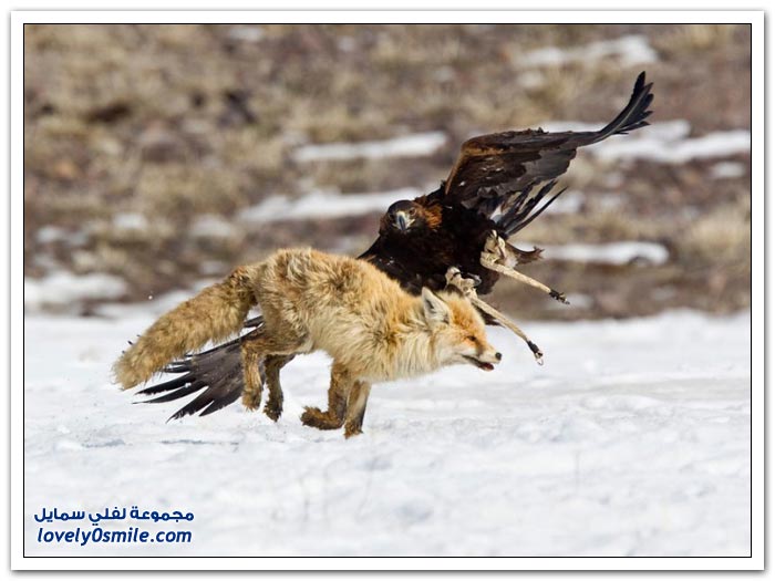 المهرجان السنوي للصقور في كازاخستان