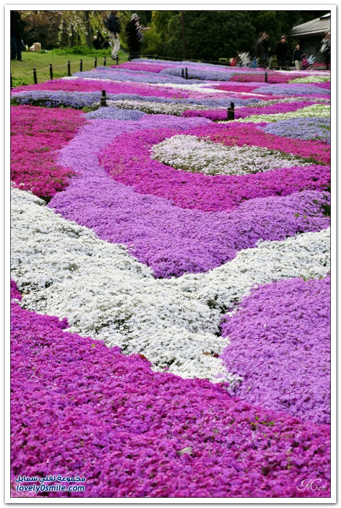 أزهار الكرز العشبية في اليابان