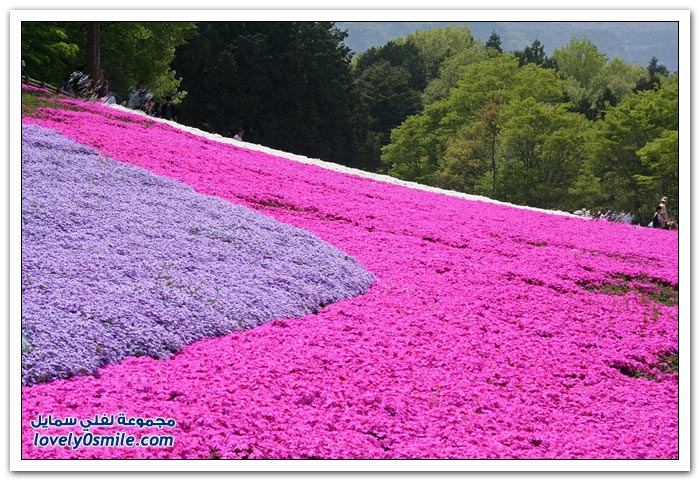 أزهار الكرز العشبية في اليابان