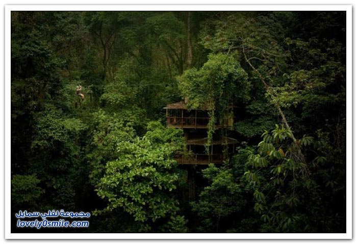 منازل على الأشجار في جبال كوستاريكا