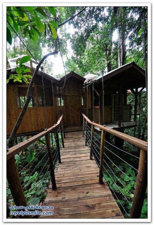 منازل على الأشجار في جبال كوستاريكا