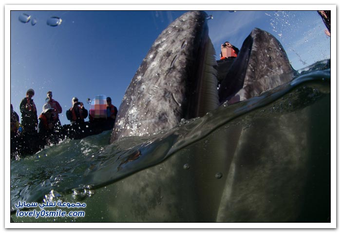 قبلة الحوت قبالة سواحل المكسيك