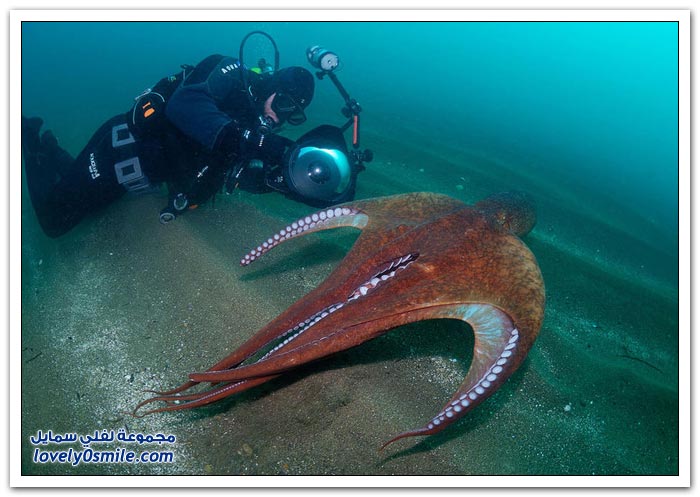 الكائنات الحية في أعماق البحار ج5