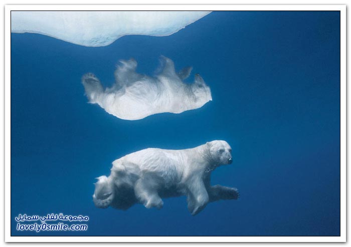 صور لحيوانات القطب الشمالي