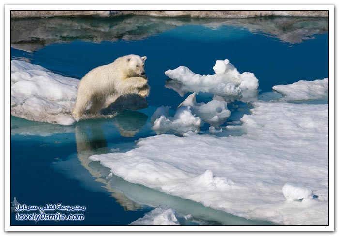 صور لحيوانات القطب الشمالي