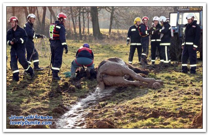 إنقاذ حصان علق في الوحل