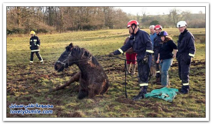 إنقاذ حصان علق في الوحل