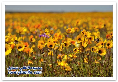 معجزة زهور الربيع بصحراء (ناماكولاند) الجافة