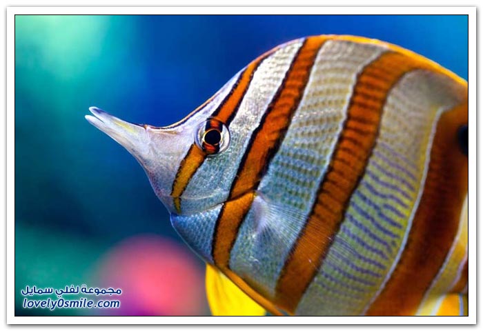 الأسماك الملونة في قاع البحر