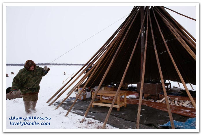 مخيم الغزلان في التندرا في القطبية الشمالية
