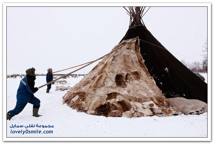 مخيم الغزلان في التندرا في القطبية الشمالية