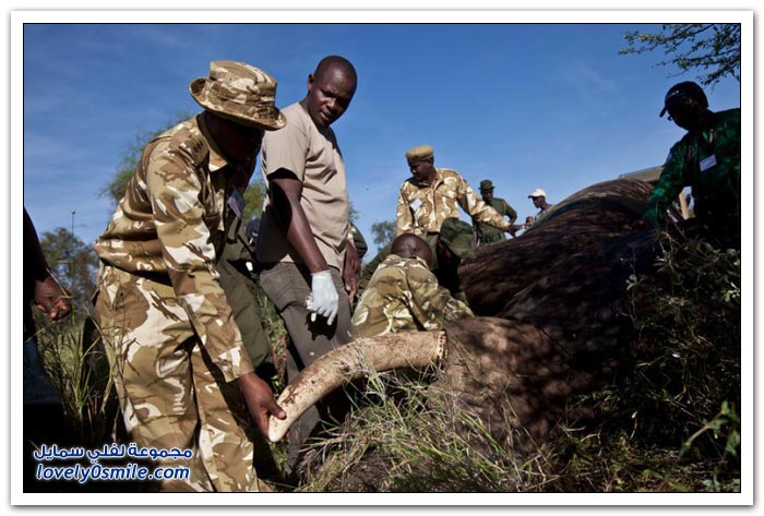 صيد الفيلة غير المشروع في أفريقيا