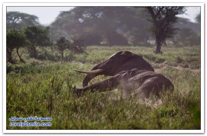صيد الفيلة غير المشروع في أفريقيا