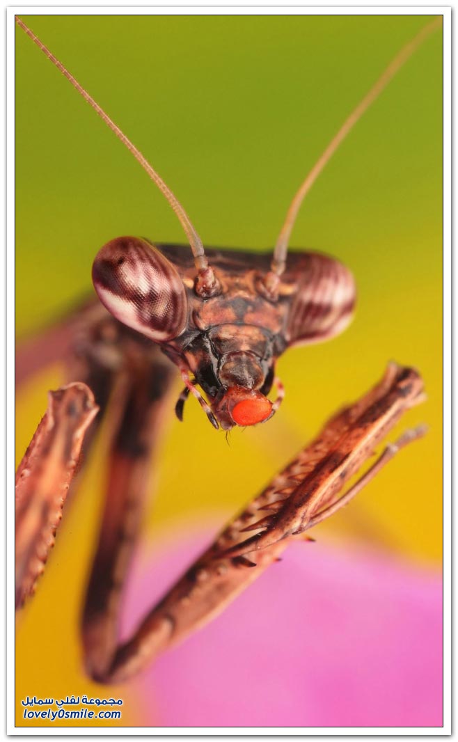 تصوير الحشرات بعدسة مكبرة