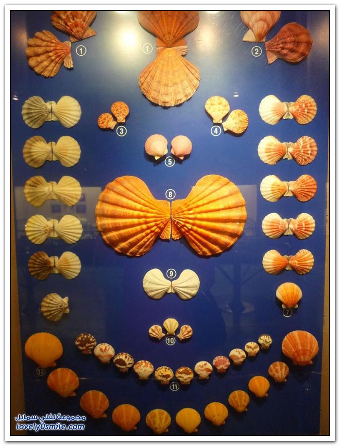 متحف مقذوفات البحر في تايلاند